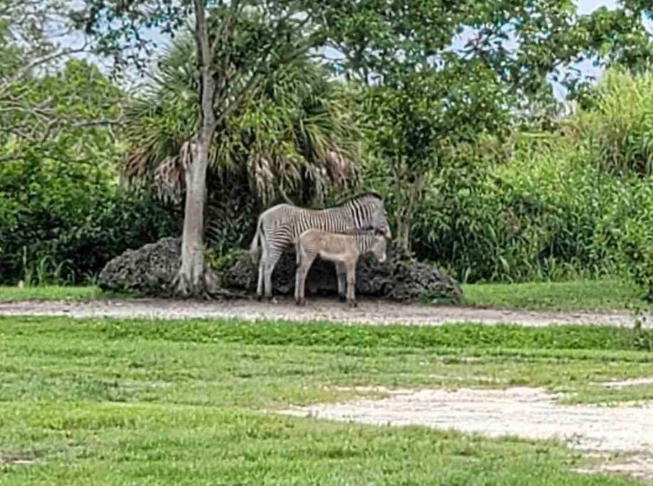 Amazing & Cozy Duplex Near Zoo Miami ! 빌라 외부 사진